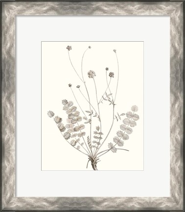 Framed Neutral Botanical Study IX Print