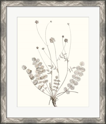 Framed Neutral Botanical Study IX Print