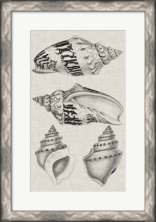 Framed Charcoal &amp; Linen Shells IV Print