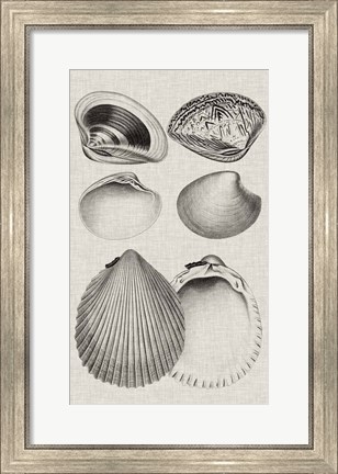 Framed Charcoal &amp; Linen Shells IX Print