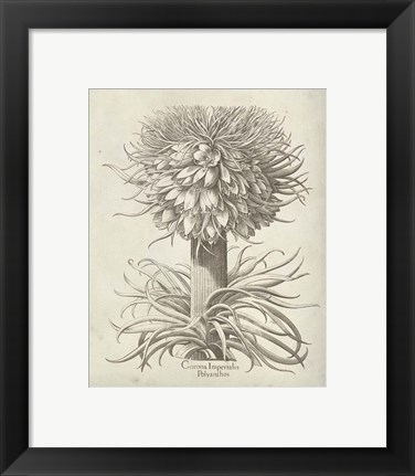 Framed Fresco Crown Imperial I Print