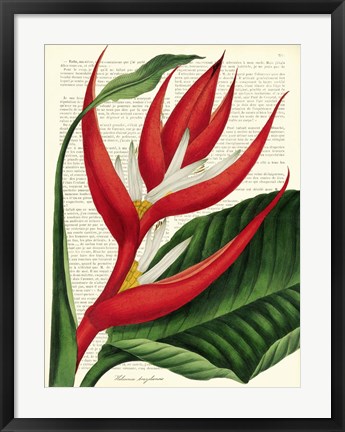 Framed Vintage Botany I Print