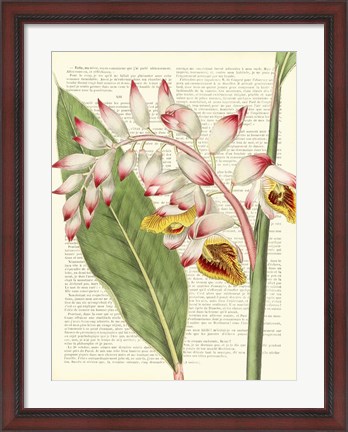 Framed Vintage Botany II Print