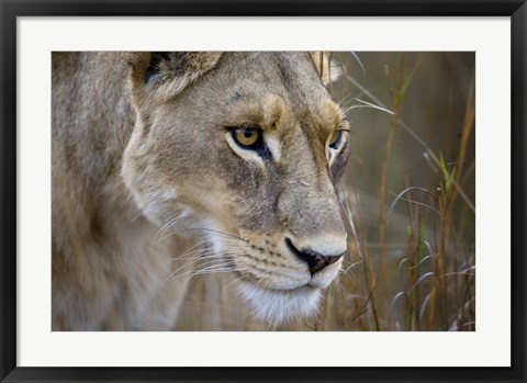 Framed Okavango Delta, Botswana Close-Up Of A Female Lion Print
