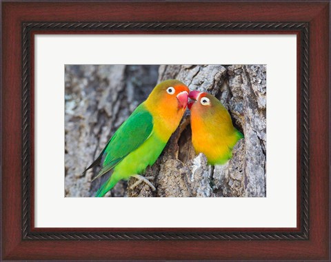 Framed Two Fischer&#39;s Lovebirds Nuzzle Each Other, Tanzania Print