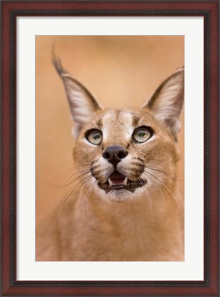 Framed Livingstone, Zambia Portrait Of A Caracal Print