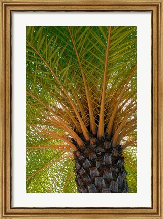 Framed British Virgin Islands, Scrub Island Close Up Of The Underside Of A Palm Tree Print