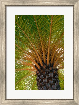 Framed British Virgin Islands, Scrub Island Close Up Of The Underside Of A Palm Tree Print