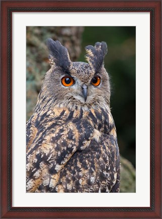 Framed Czech Republic, Liberec Eagle Owl Falconry Show Print