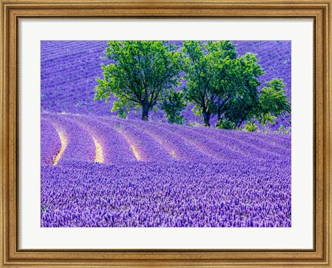 Framed France, Provence, Lavender Field On The Valensole Plateau Print