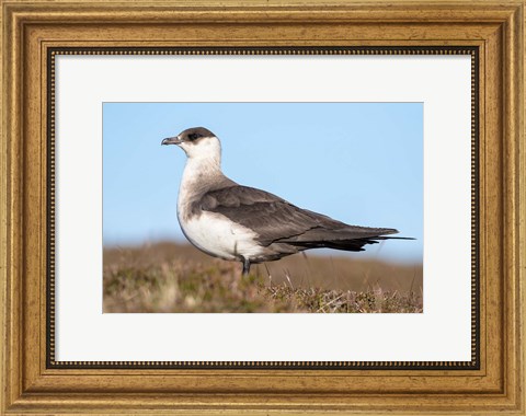 Framed Arctic Skua Great Britain, Scotland, Shetland Islands Print