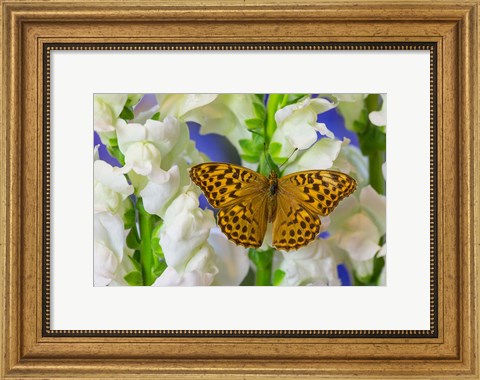 Framed European Silver-Washed Fritillary Butterfly On Snapdragon Flower Print