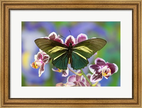 Framed Crassus Swallowtail Butterfly Print