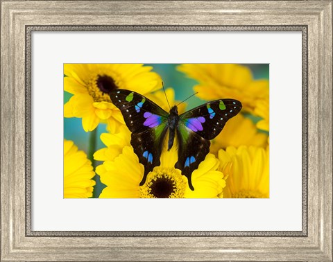 Framed Purple Spotted Swallowtail Butterfly Print