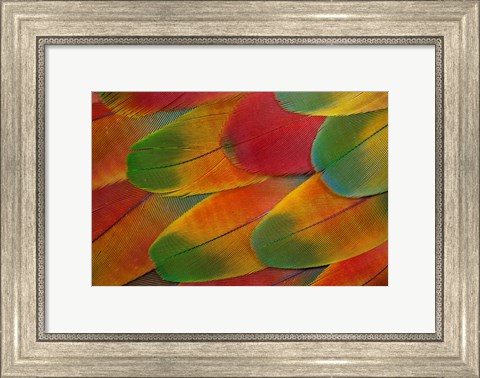 Framed Harlequin Macaw Wing Feather Design Print