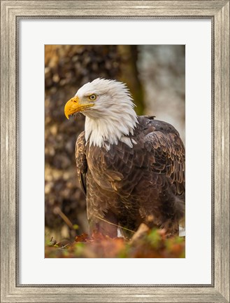 Framed Alaska, Chilkat Bald Eagle Preserve Bald Eagle On Ground Print