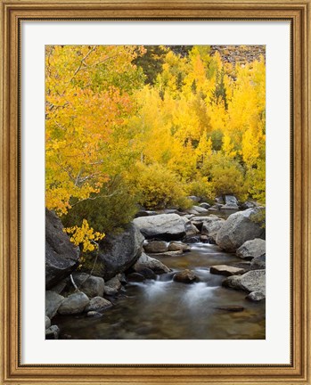 Framed California, Eastern Sierra Bishop Creek During Autumn Print