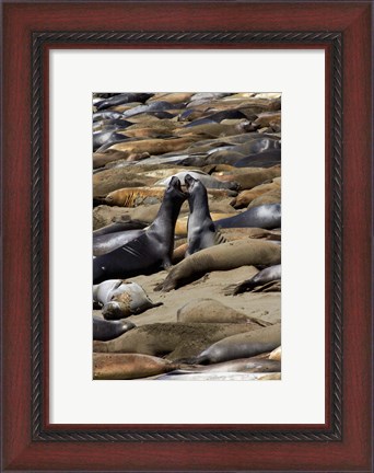 Framed Northern Elephant Seals Fighting, California Print