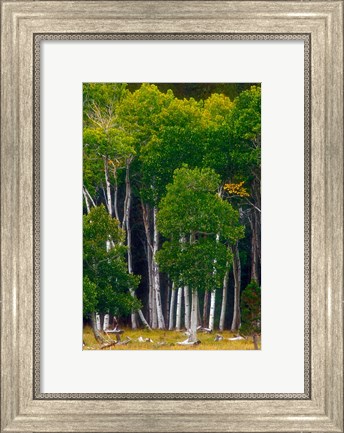 Framed Pre-Autumn Aspens Print