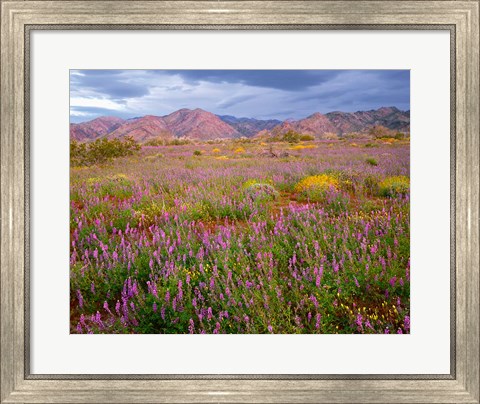 Framed Cottonwood Mountain Landscape, Joshua Tree NP, California Print