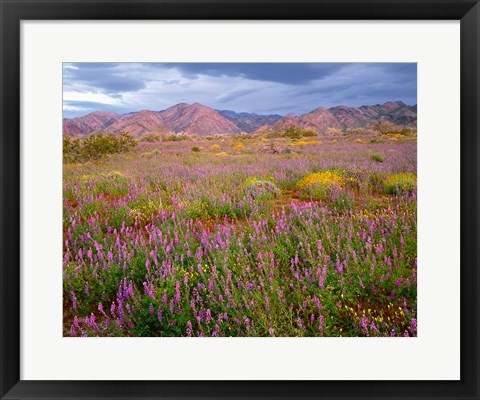 Framed Cottonwood Mountain Landscape, Joshua Tree NP, California Print