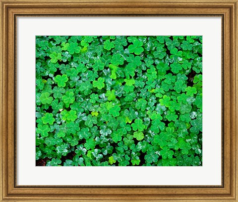 Framed Spring Growth Of Wood Sorrel After Rain Print