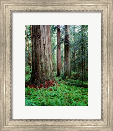 Framed Prairie Creek Redwoods Sp, California Print