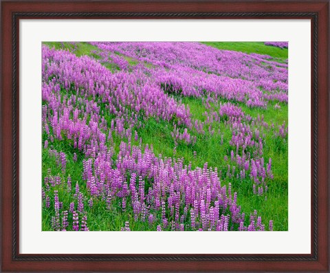 Framed Spring Lupine Meadow In The Bald Hills, California Print