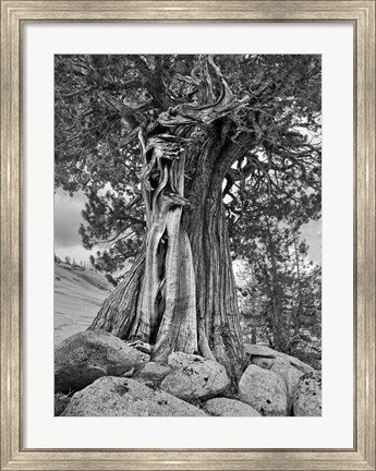 Framed California, High Sierra Juniper Tree (BW) Print