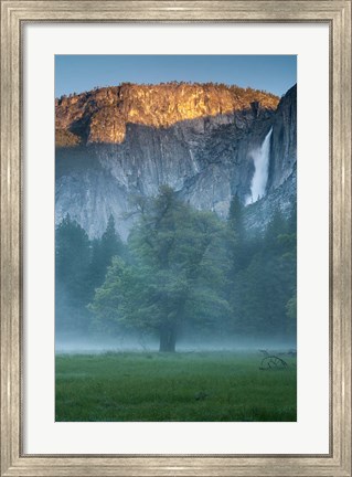 Framed Misty Yosemite Oak Print