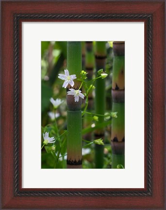 Framed Horse Tail Flowers Print