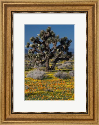 Framed Mojave Desert Joshua Tree Print