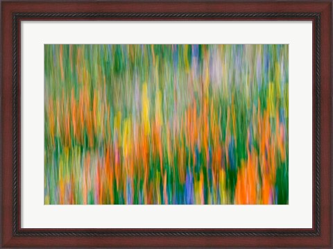 Framed Wildflower Abstraction, Angeles National Forest Print
