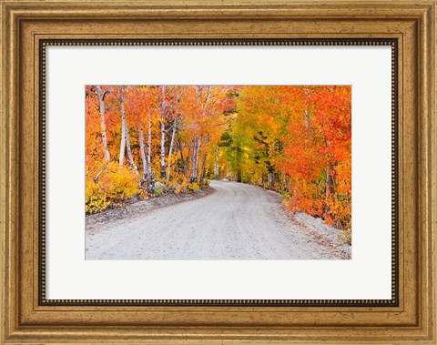 Framed Autumn In The Inyo National Forest Print