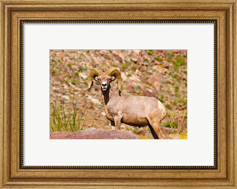 Framed Peninsular Bighorn Sheep Print