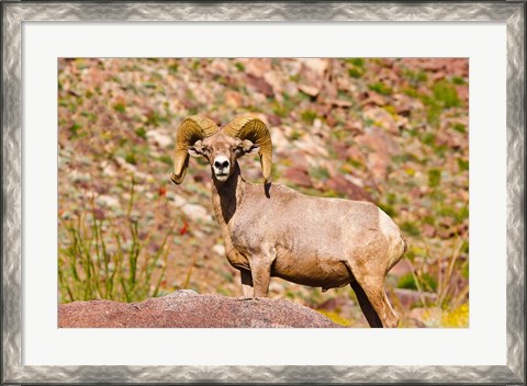 Framed Peninsular Bighorn Sheep Print