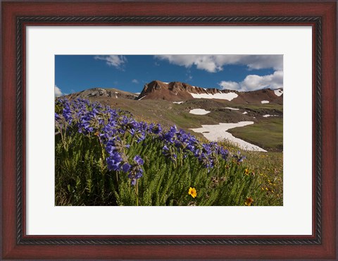 Framed Wildflowers On Cinnamon Pass Print