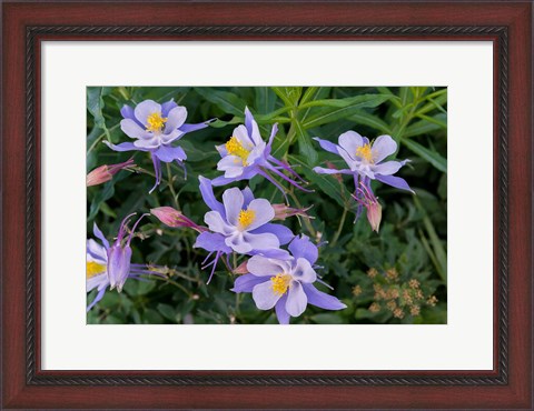 Framed Colorado Columbine Print