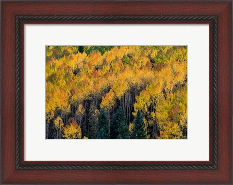 Framed Golden Aspen Of The Uncompahgre National Forest Print