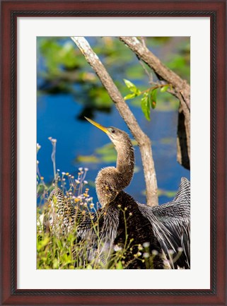 Framed Anhinga In Everglades NP, Florida Print