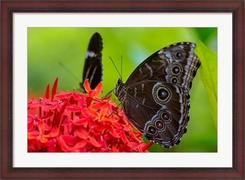 Framed Blue Morpho Butterfly On A Flower Print