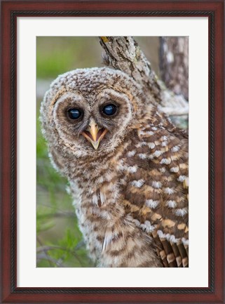 Framed Fledgling Barred Owl In Everglades National Park, Florida Print