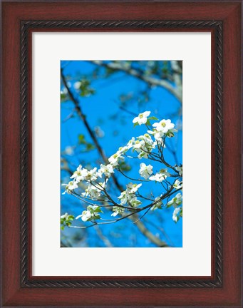 Framed Flowering Dogwood, Savannah, Georgia Print