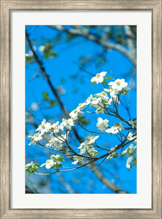 Framed Flowering Dogwood, Savannah, Georgia Print