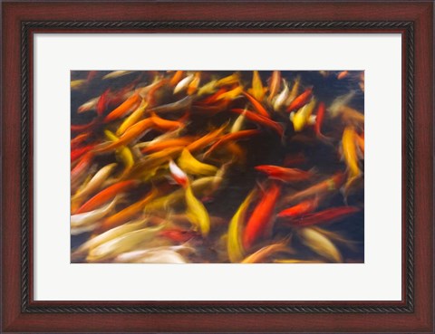 Framed Koi Pond, Island Of Kauai, Hawaii Print