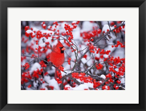 Framed Northern Cardinal In The Winter, Marion, IL Print