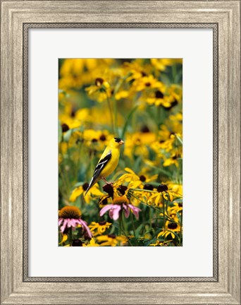 Framed American Goldfinch On Black-Eyed Susans, Illinois Print