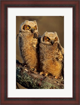 Framed Great Horned Owls, Illinois Print