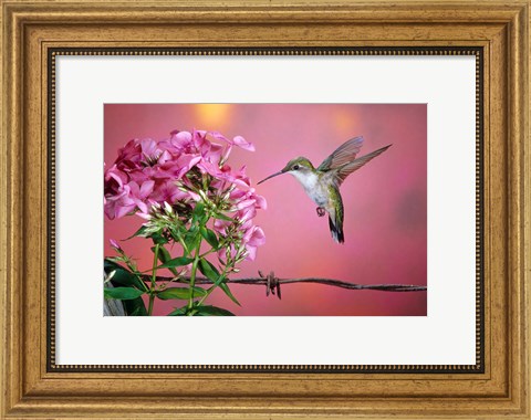 Framed Ruby-Throated Hummingbird Near Garden Phlox Print