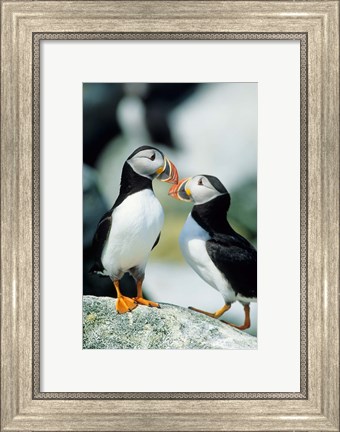 Framed Atlantic Puffins, Machias Seal Island, Maine Print